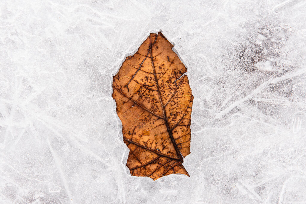 A leaf frozen in ice near the shore of Foster Beach - Chicago lakefront photography by Michael Courier