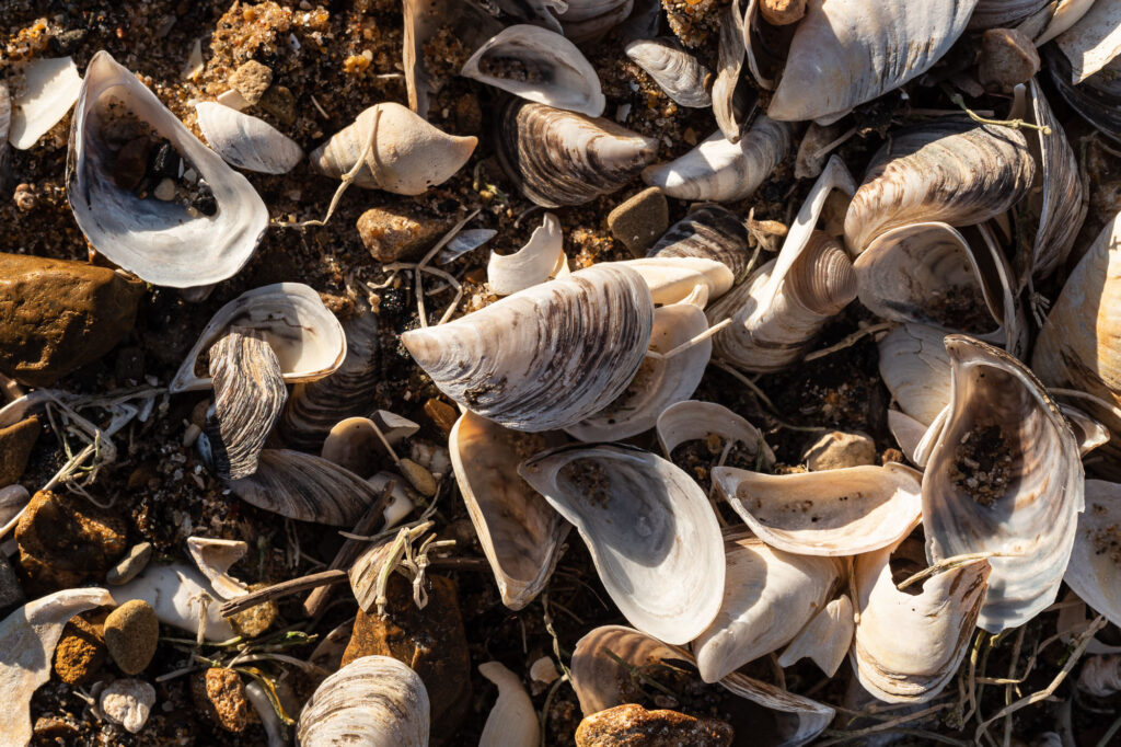 Invasive mussels on the shore of Foster Beach - Chicago lakefront photography by Michael Courier