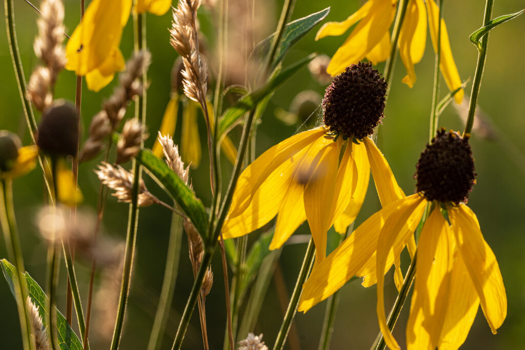 A closeup of yellow coneflowers at the Montrose Point Bird Sanctuary