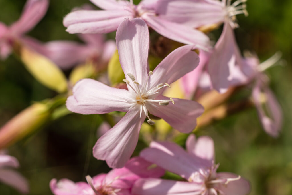 Common soapwort - Chicago Lakefront photography by Michael Courier