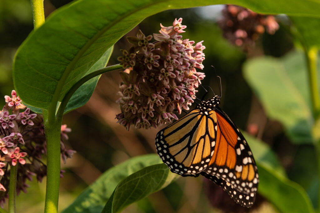A monarch butterfly feeding off the native milkweed plant near the Bill Jarvis Migratory Bird Sanctuary - Chicago Lakefront photography by Michael Courier