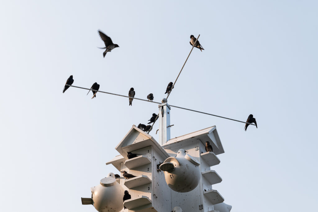 Purple Martins near Montrose Harbor - Chicago Lakefront photography by Michael Courier